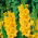 Gladiolus Yellow XXL - 5 bulbs