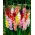 Gladiolsläktet - mix - paket med 5 stycken - Gladiolus