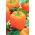 Sladký pomerančový pepř „Etude“ - 10 g -  Capsicum annuum - semena