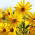 Alcachofra-girassol, Tupinambo, Girassol batateiro - Helianthus tuberosus