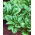 Biji benih Matador - Spinacia oleracea - 900 biji - Spinacia oleracea L.