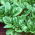 Bayam 'Matador' - 500 g -  Spinacia oleracea - benih