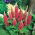 Lupino - My Castle - Lupinus polyphyllus - Maestose spighe cremisi, ideali per fiori recisi - Semi Freschi