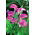Kalija - Pink - rožinis - Zantedeschia