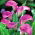 Kalija - Pink - rožinis - Zantedeschia