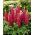 Lupino - The Pages - Lupinus polyphyllus - Espigas carmesí deslumbrantes, floración de verano a otoño - Semillas frescas