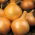 Cipolla - Wolska - Cipolle a raccolta tardiva, perfette per conservazione - Semi Freschi