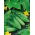 Cucumber - Prymus F1 - Medium Early, Perfect for Pickling - Fresh Seeds