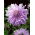 Dahlia Mom's Special