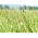 Inhoud van de "Kaba" - 5 kg; timothy, weide kattenstaart, gewone kattenstaart - 