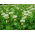 Trébol blanco "Romena" - 1 kg; Trébol holandés, trébol ladino - 