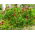 Crimson clover "Contea"- 5 kg; Italian clover