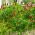 Crimson clover "Contea"- 5 kg; Italian clover