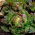 BIO Lettuce "Marveille 4" - benih organik bersertifikat - 