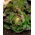 BIO Lettuce "Marveille 4" - benih organik bersertifikat - 