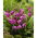 Orhidee de giacint, orhidee chineză măcinată (Bletilla striata) - 