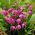 Orhidee de giacint, orhidee chineză măcinată (Bletilla striata) - 