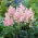 Astilbe "Erica" - pale pink; false spirea