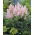 Astilbe "Erica" - pale pink; false spirea