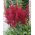Astilbe "tűz" - piros; hamis spirea - 