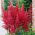 Astilbe "tűz" - piros; hamis spirea - 