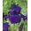 Iris "Titan's Glory"; bearded iris