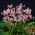 Nerine (Nerine undulata) - 1 piece