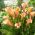 Arum lily "Cameleon"; calla lily, calla