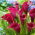 Arum lily "Saigon"; calla lily, calla - 