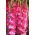 Gladiol merah muda berbunga keriting - 5 buah umbi seukuran XL - 