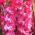 Gladiol merah muda berbunga keriting - 5 buah umbi seukuran XL - 