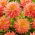 Dahlia "Omega" - 