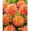Dahlia "Omega" - 