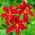 Daylily "Crimson Pirate" - 