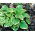 Hosta, Plantain Lily Winter Snow