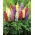 Staude Lupin - blanding - Lupinus polyphyllus - Spektakulære spir af farverige blomster! - Friske frø