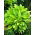 Hosta, Funkie, Herzblattlilie Albopicta