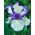 Iris germanica Blue and White - bebawang / umbi / akar