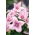 Platycodon, flor de balão - Fuji Pink; Campânula chinesa - 