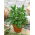Hạt giống cây xô thơm - Salvia officinalis - 130 hạt giống