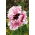 Keleti mák - Ruffled Patty - Papaver orientale