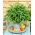 Liperi - 130 siemenet - Levisticum officinale