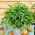 Liperi - 130 siemenet - Levisticum officinale