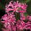 Nerine Bowdenii - 2 יח '; שושן של קורניש, פרח של כף, שושן של גרנזי, שושן של באודאן