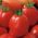 Tomate - Sokal -  Lycopersicon esculentum - graines