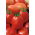 Tomate - Sokal -  Lycopersicon esculentum - graines