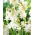 Tuberos - Polianthes - paket med 2 stycken - Polianthes tuberosa
