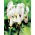 Tolvgudablomma - vit -  Dodecatheon meadia