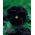 Viola wittrockiana - Black King - nero - 400 semi - Viola x wittrockiana