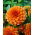Dahlia Orange